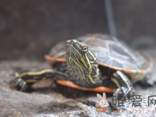 黄耳龟没有晒台能活吗？黄耳龟养殖方法和注意事项！