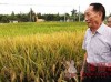 年亩产3075斤，袁隆平华南双季稻破世界纪录