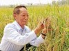 超级杂交稻今年取得7大突破，亩产1448.2公斤创纪录