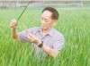 袁隆平团队正研究第三代育种方法发展杂交水稻