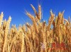 英国批准新型转基因小麦种植试验：希望能增产15%