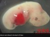 人猪嵌合体胚胎问世：系干细胞研究领域的里程碑