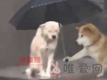 淋雨小狗撑伞表情包是什么梗？淋雨小狗撑伞表情包是什么意思？