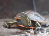 黄耳龟没有晒台能活吗？黄耳龟养殖方法和注意事项！