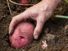 红皮土豆和黄皮土豆有什么区别？红皮土豆为什么没人吃？