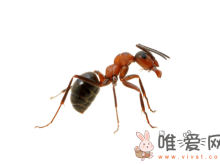 蚁后是怎么产生的？蚁后为什么变成大白虫？
