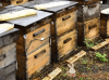 空蜂箱怎么引来蜜蜂？空蜂箱引蜜蜂技巧分享！