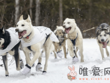 雪橇犬有哪些品种？雪橇犬三傻是哪三傻？