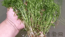伊乐藻种植方法分享！虾池栽培伊乐藻的方法教程！