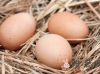 为什么鸡下软壳蛋？母鸡下软壳蛋的7个因素！