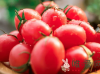 小番茄是转基因吗？小番茄可以放心吃吗？