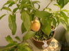 桃核怎么种才能发芽？桃子盆栽种植步骤分享！
