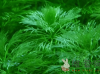 绿菊水草怎么养？如何让绿菊水草和鱼一起成长？