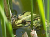 怎样保护青蛙？保护青蛙的措施有哪些？