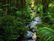 热带雨林气候分布哪里？热带雨林的特点是什么？