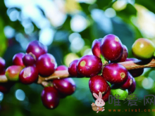 咖啡的故乡是哪里？哪里产的咖啡豆最好？
