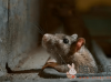 老鼠喜欢吃什么？诱捕老鼠的最佳诱饵是什么？