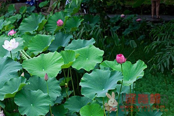 夏天吃什么水果降火清热 夏天吃什么水果和蔬菜最好