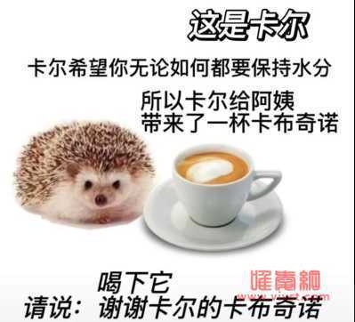 小刺猬卡尔是什么梗什么意思 小刺猬卡尔表情包分享高清无水印