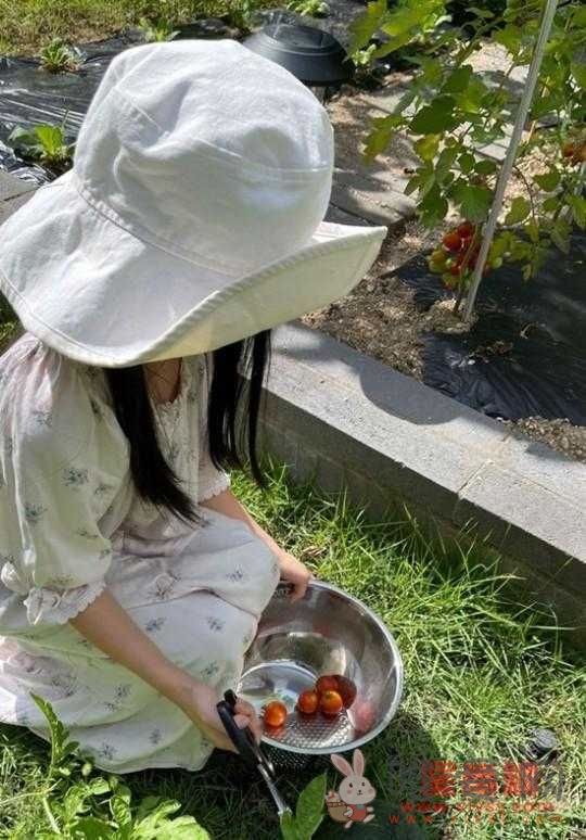 高素英和女儿在花园摘樱桃番茄