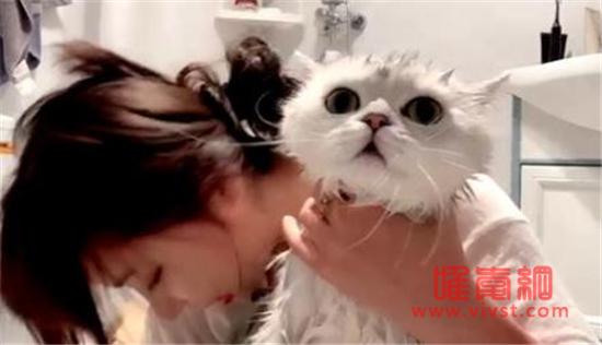 狐狸酱大魔王给猫洗澡 但是这只猫可太不老实了