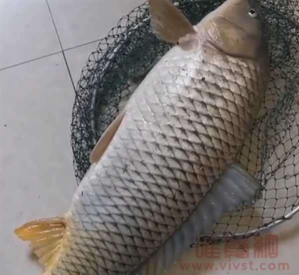 上海大爷在江景房阳台钓到8斤大鱼,网友直言这房买值了！