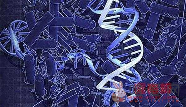 生物DNA调控生长出金纳米花：或创造具有先进功能纳米材料