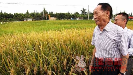 年亩产3075斤 袁隆平华南双季稻破世界纪录