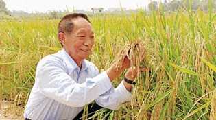 超级杂交稻今年取得7大突破 亩产1448.2公斤创纪录