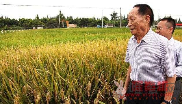 袁隆平：三年内让海水杂交稻亩产突破300公斤