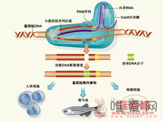 《自然》快速评审：“基因魔剪”家族添新成员