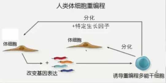 培养皿中的“大脑”：慢慢增长的智慧