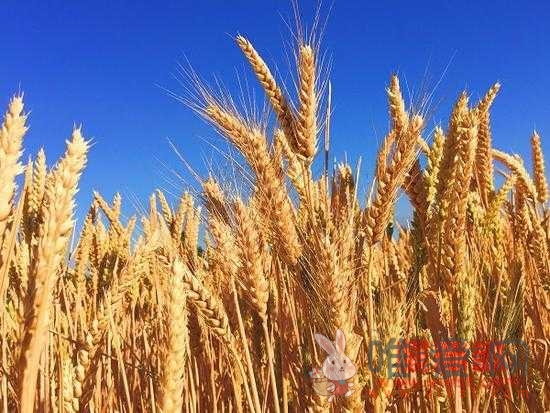 英国批准新型转基因小麦种植试验：希望能增产15%