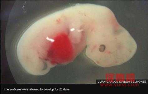 人猪嵌合体胚胎问世：系干细胞研究领域的里程碑