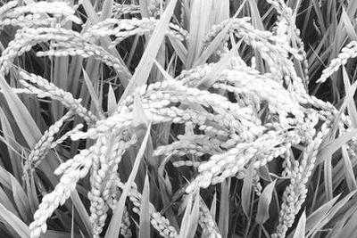 中国科学家在解决水稻界“癌症”上取得重大突破