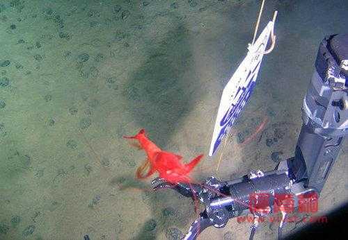蛟龙下潜深度世界排名，人类潜水器下潜最深多少米