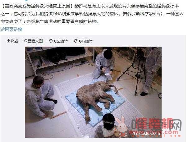 猛犸象复活最新进展，为什么要复活猛犸象？