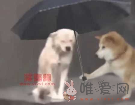 淋雨小狗撑伞表情包是什么梗？淋雨小狗撑伞表情包是什么意思？