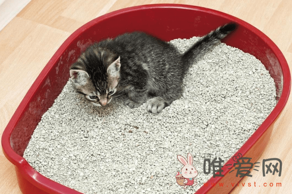 猫吃猫砂会不会有事？猫咪为什么吃猫砂？