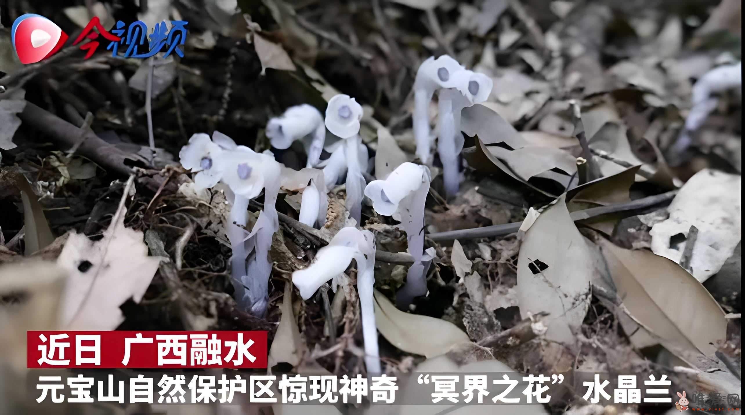 柳州惊现神秘“冥界之花”没有阳光也能发芽开花！什么原因让它再现世间？