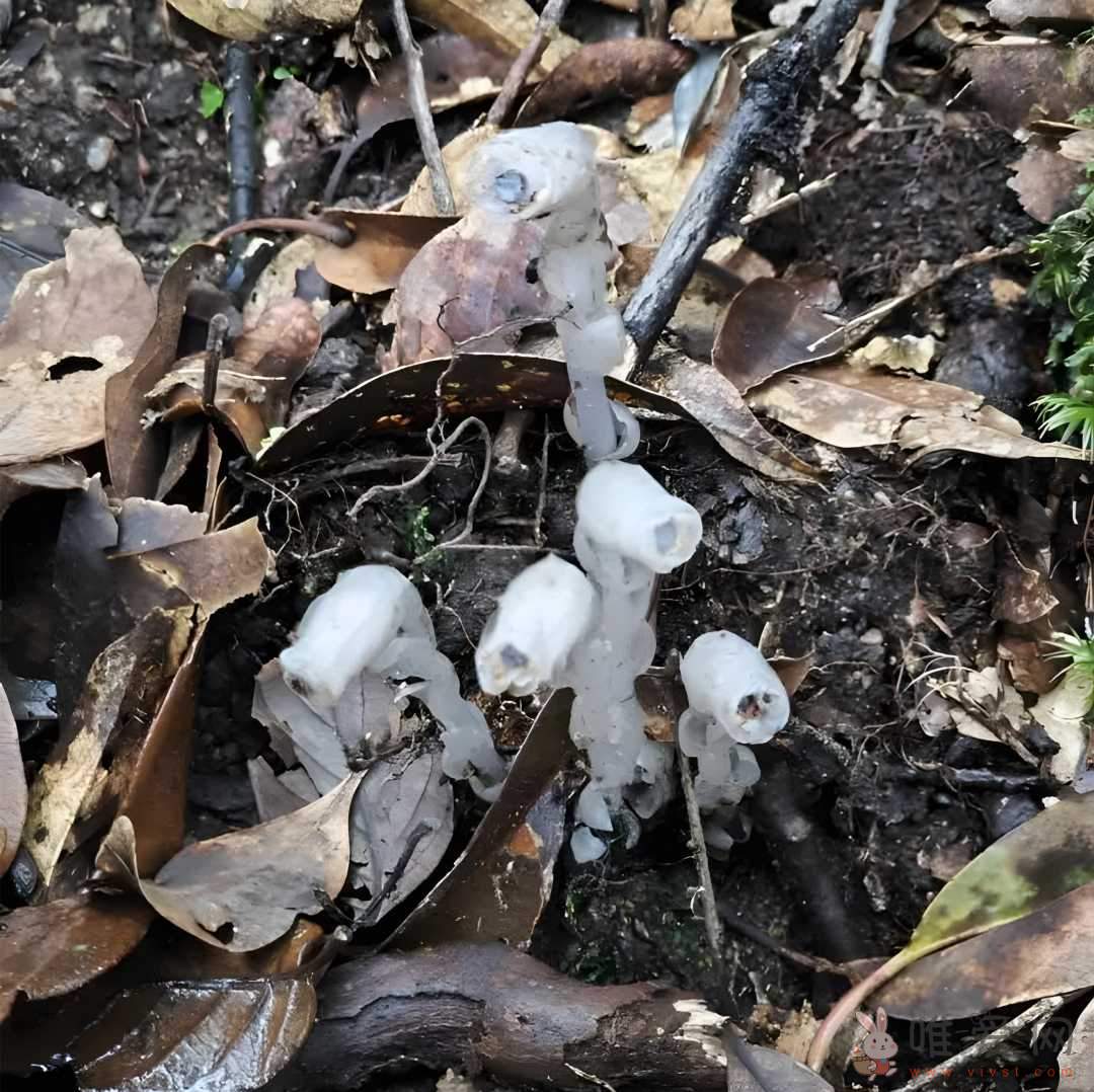 柳州惊现神秘“冥界之花”没有阳光也能发芽开花！什么原因让它再现世间？