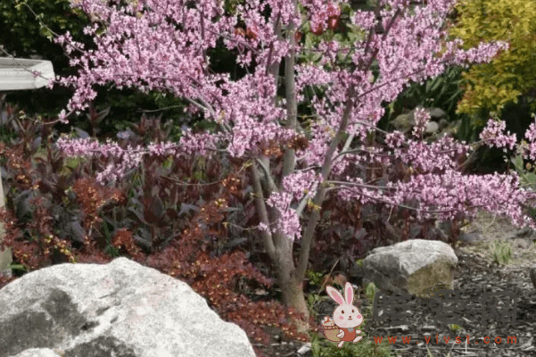 春天开花的树有哪些？灿烂迷人春天的花树！