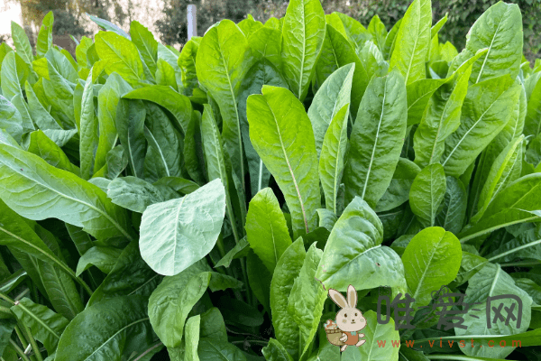 菊苣是什么东西？菊苣有什么功效与作用？