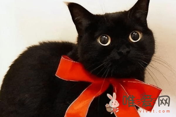 玄猫和黑猫有什么区别？玄猫和黑猫怎么区分？