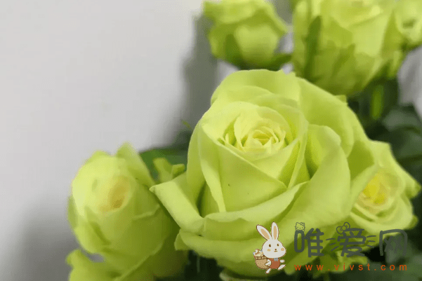绿玫瑰花语是什么？绿色玫瑰花的两个花语？