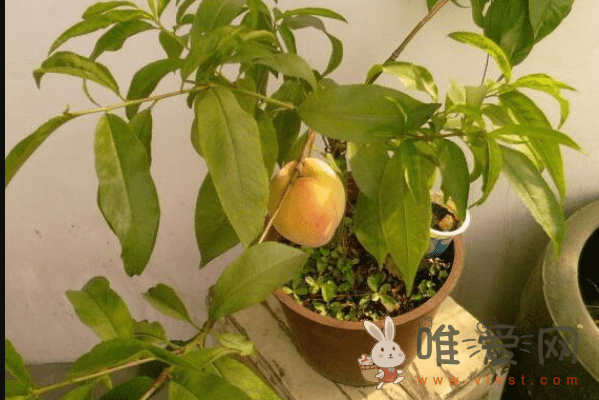 桃核怎么种才能发芽？桃子盆栽种植步骤分享！