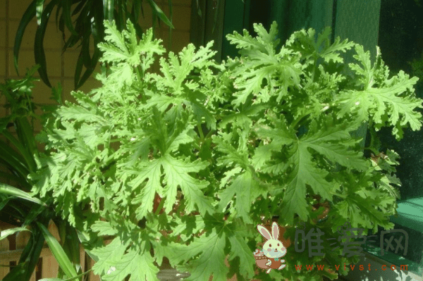 驱蚊草怎么种植？驱蚊草的养殖方法与注意事项分享！