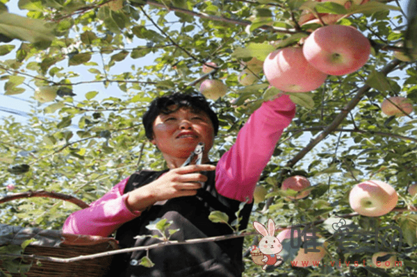 苹果怎么种？苹果栽培技术分享！