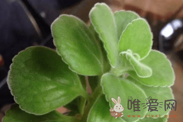 一抹香是什么植物？一抹香怎么养？