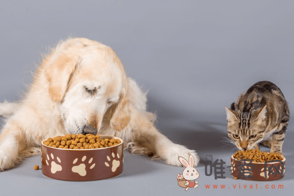狗可以吃猫粮吗？狗狗误食猫粮怎么办？